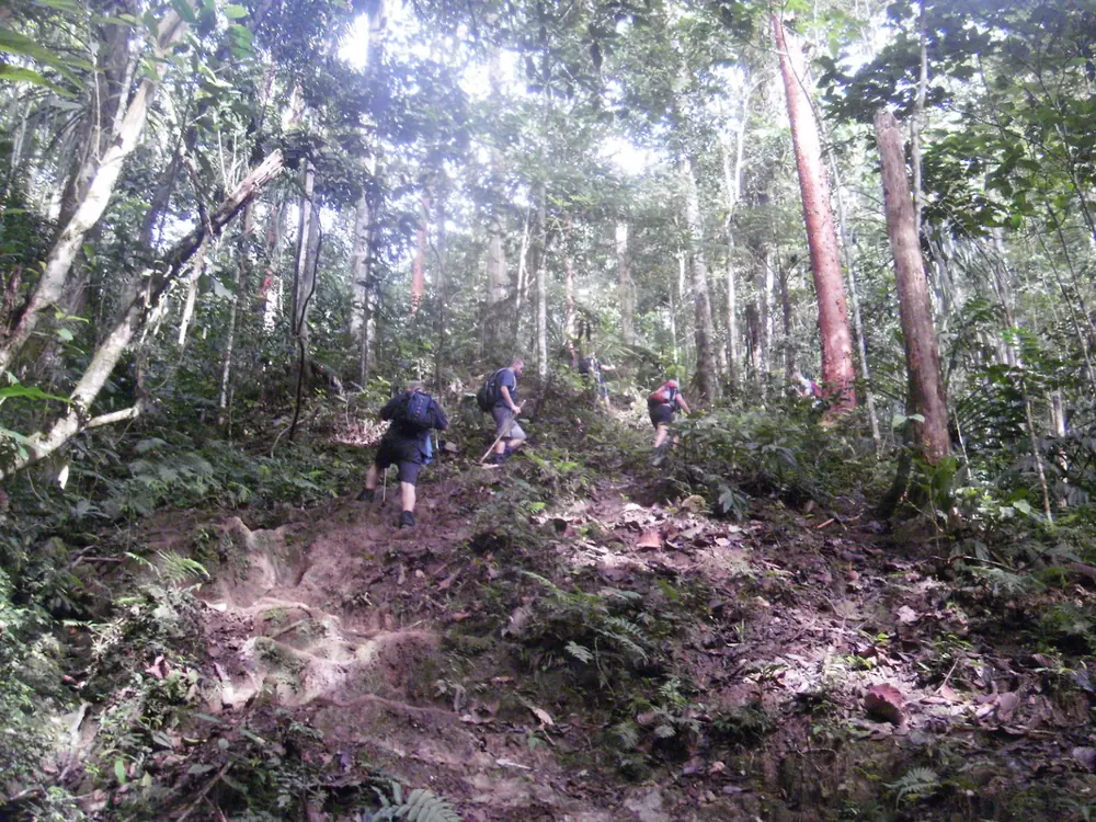 Training in the forest