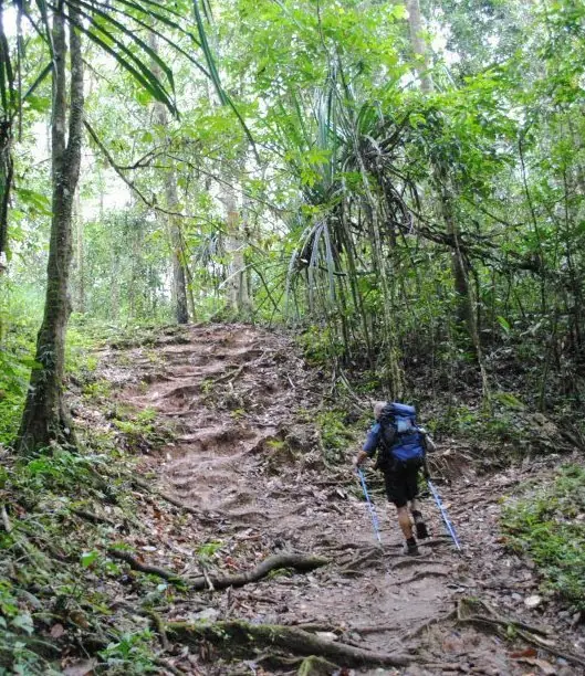 The Kokoda Track through forest