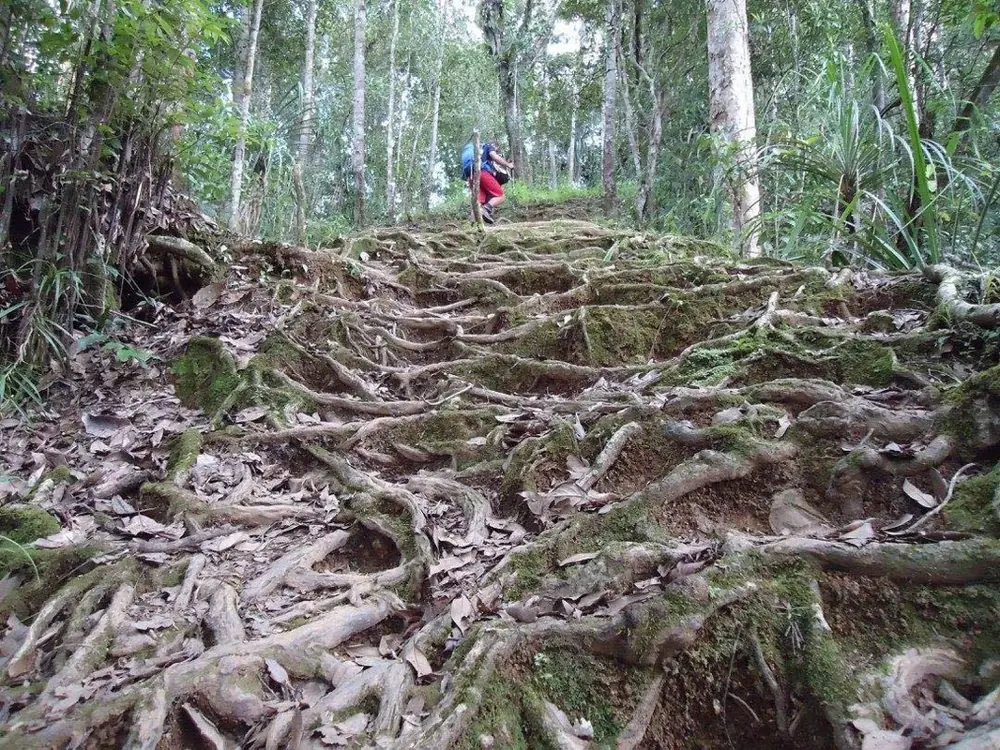 Tree roots across the Track