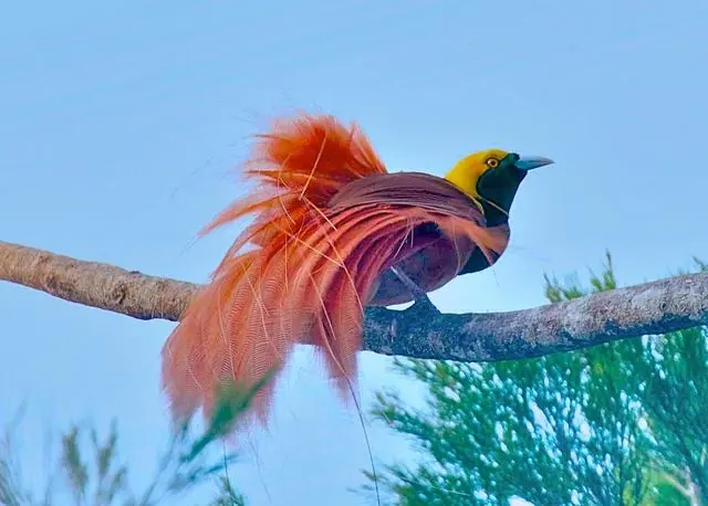 Raggiana bird of paradise