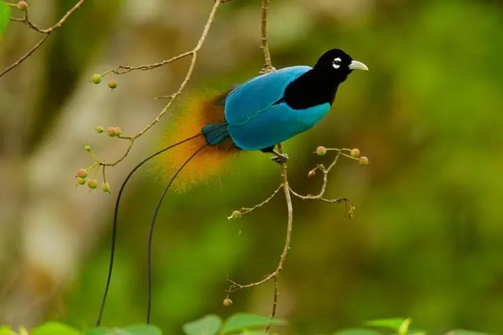 Blue bird of paradise