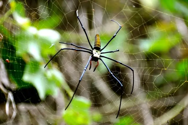 Giant golden orb spider on its web