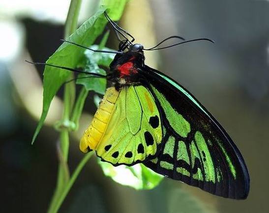 The Queen Alexandra's Birdwing butterfly